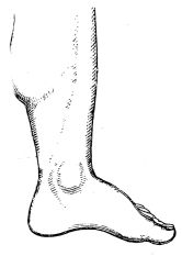 Leg of European - side view