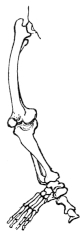 Leg and foot bones