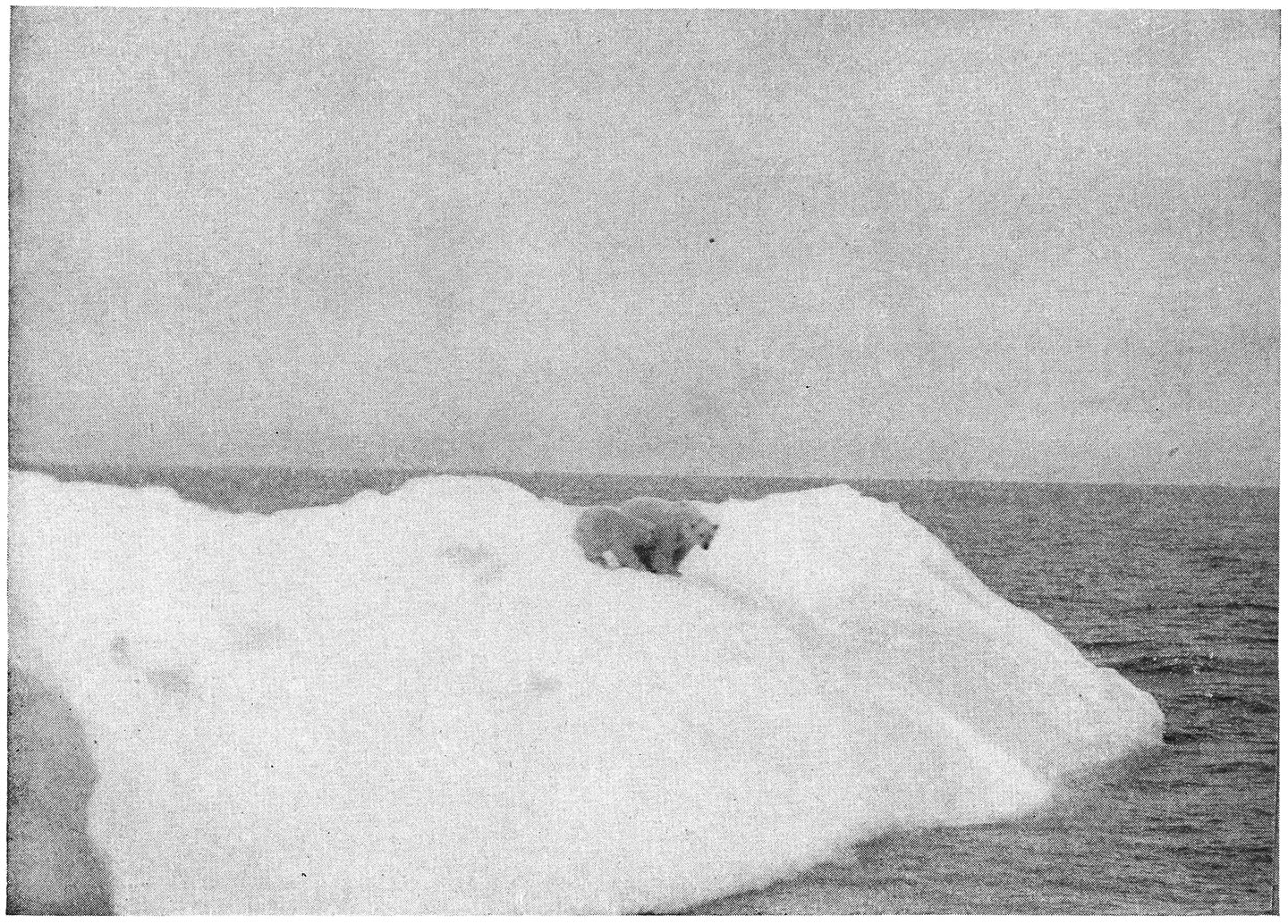 The Polar Bears on the Iceberg.