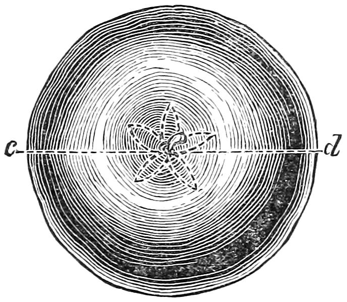 Top view of apple