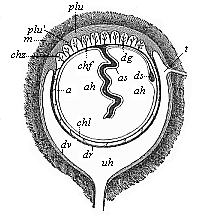 Fig.273. Foetal membranes of the human embryo (diagrammatic).