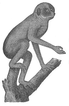 Fig.275. The Slender Lori (Stenops gracilis) of Ceylon, a tail-less lemur.