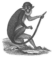 Fig.276. The white-nosed ape (Cercopithecus petaurista).