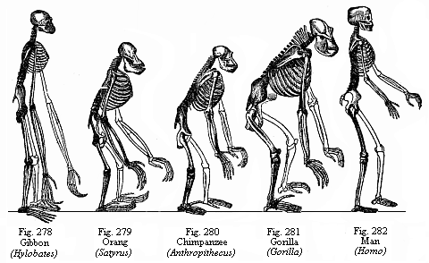 Figs. 278 to 282. Skeletons of a man and the four anthropoid apes. Fig. 278. Gibbon (Hylobates). Fig. 279. Orang (Satyrus). Fig. 280. Chimpanzee (Anthropithecus). Fig. 281. Gorilla (Gorilla). Fig. 282. Man (Homo).