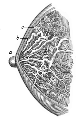 Fig.287. The female breast (mamma) in vertical section.