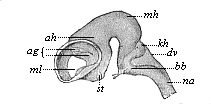 Fig.301. Brain of an ox-embryo, two inches in length.