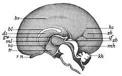 Fig.303. Brain of a human embryo, twenty-four weeks old, halved in the median plane: right hemisphere seen from inside.