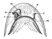 Fig.305. Head of a shark (Scyllium), from the ventral side.