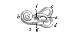 Fig. 321. The bony labyrinth of the human  ear (left side).