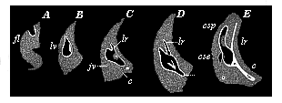 Fig.322. Development of the auscultory labyrinth of the chick, in five successive stages (A to E).