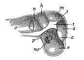 Fig.323. Primitive skull of the human embryo, four weeks old, vertical section, left half seen internally.