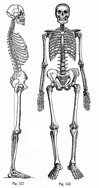 Fig.325. The human skeleton from the right. Fig. 326. The human skeleton. Front.