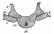 Fig.330. A dorsal vertebra of the same embryo, in lateral transverse section.