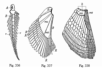 Fig.336. Skeleton of the breast-fin of Ceratodus (biserial feathered skeleton). Fig. 337. Skeleton of the breast-fin of an early Selachius (Acanthias). Fig. 338. Skeleton of the breast-fin of a young Selachius.