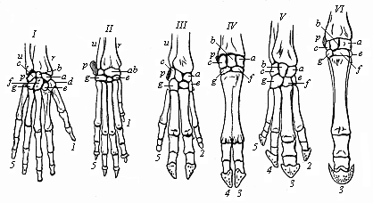 Fig.342. Skeleton of the hand or fore foot of six mammals. I man, II dog, III pig, IV ox, V tapir, VI horse.