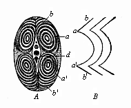 Fig.346. Transverse section of a fish’s tail (from the tunny).