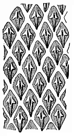 Fig.351. Scales or cutaneous teeth of a shark (Centrophorus calceus).