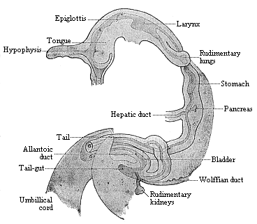 Fig.352. Gut of a human embryo, one-sixth of an inch long.