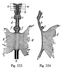 Fig.353. Gut of a dog-embryo (shown  in Fig. 202, from Bischoff), seen from the ventral side. Fig. 354. The same gut seen from the right.