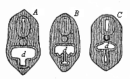 Fig.356. Transverse section of the head of a Petromyzon-larva.