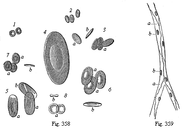 Fig.358. Red blood-cells of various Vertebrates. Fig. 359. Vascular tissues or endothelium (vasalium). A capillary from the mesentery.