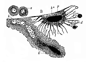 Fig.361. Merocytes of a shark-embryo, rhizopod-like yelk-cells underneath the embryonic cavity (B).