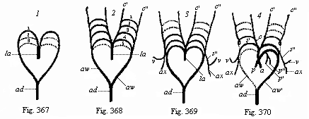 Figs. 367-70. Metamorphosis of the five arterial arches in the human embryo.