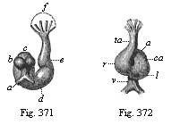 Fig.371. Heart of a rabbit-embryo, from behind. Fig. 372. Heart of the same embryo (Fig. 371), from the front.