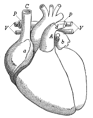 Fig.378. Heart of the adult man, fully developed, front view, natural position.