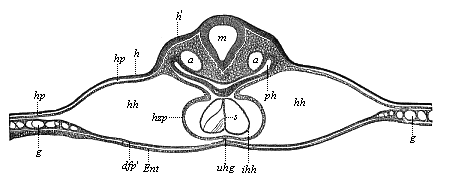 Fig.379. Transverse section of the back of the head of a chick-embryo, forty hours old.