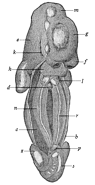 Fig. 389. Human embryo of the fifth week, two-fifths of an inch long, seen from the ventral side.