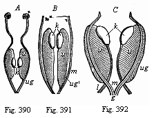 Fig.390, 391, 392. Primitive kidneys and rudimentary sexual organs.