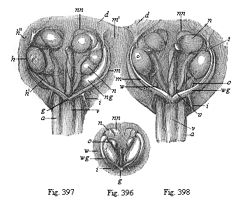 Figs. 396-398. Urinary and sexual organs of ox-embryos.