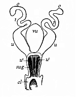 Fig.399. Female sexual organs of a Monotreme (Ornithorhynchus, Fig. 269).