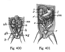 Figs. 400, 401. Original position of the sexual glands in the ventral cavity of the human embryo (three months old).