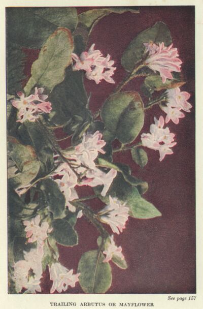 Trailing Arbutus