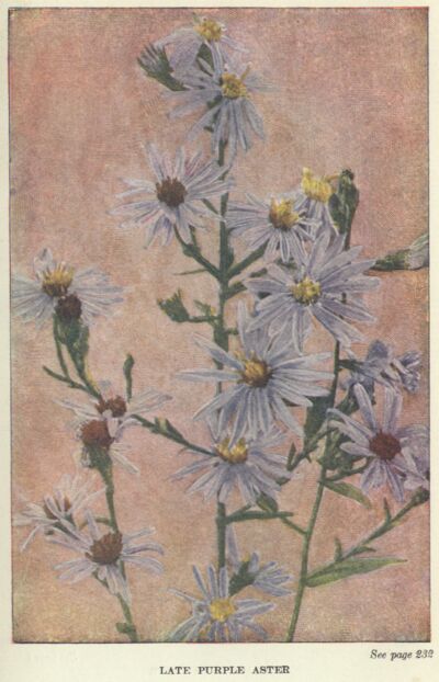 Blue Aster