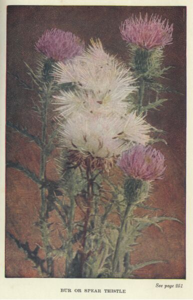 Bur Thistle