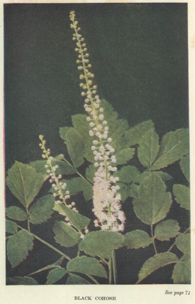 Black Cohosh