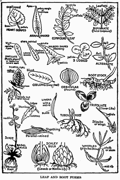 Root forms