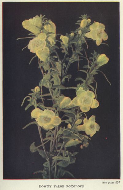 False Foxglove