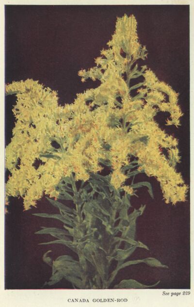 Golden-rod