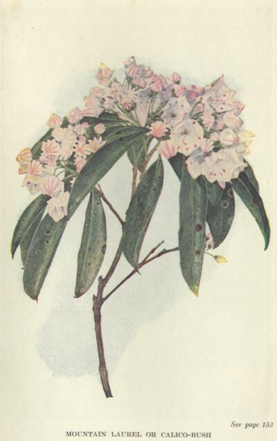 Mountain Laurel