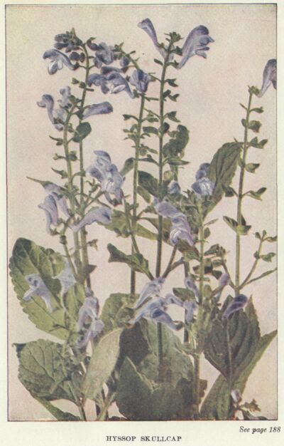 Hyssop Skullcap