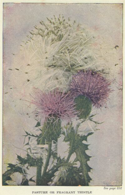 Pasture thistle