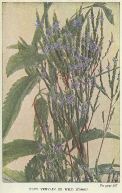 Blue Vervain