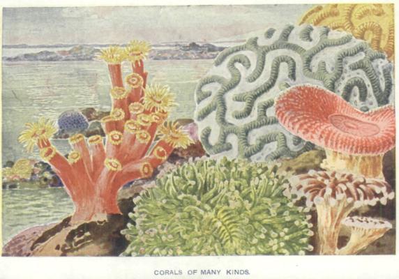 [Illustration: CORALS OF MANY KINDS.]