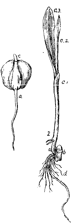 Germination of Indian corn