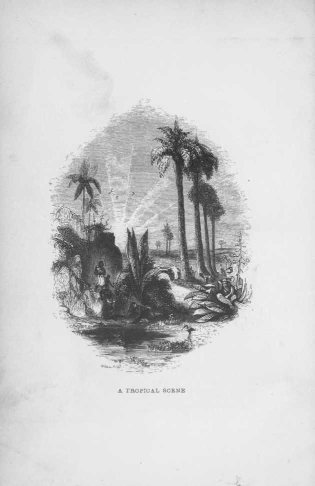 A TROPICAL SCENE