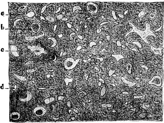 FIG. 1.—Lancashire cannel coal; longitudinal section, X200.